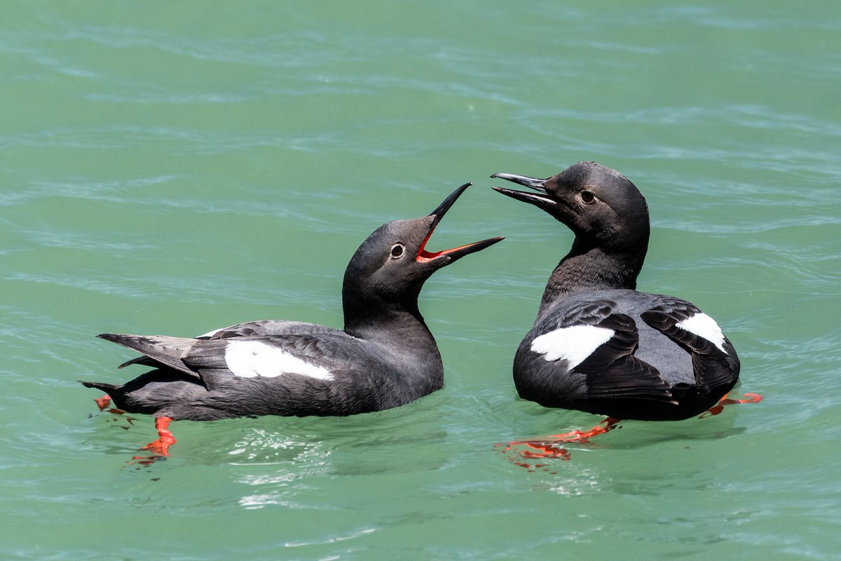 Marine Winter Birds of #MayneIsland article ow.ly/On5r30mHLgg sets the scene for a series. Today Michael Dunn writes about the Alcids (the Auk family) that "fly under water" in the Salish Sea. Come back later for "Cormorants"!