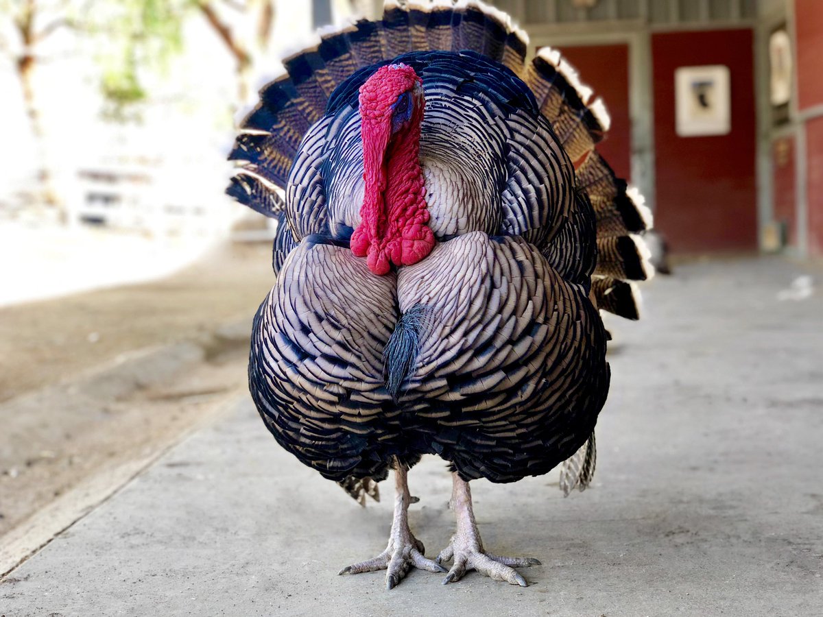 Please join me, <a href="/ellielaks/">Ellie laks</a> and <a href="/thegentlebarn/">The Gentle Barn</a> and especially Romeo our handsome turkey, in celebrating LIFE this Thanksgiving. Romeo loves his life and his family and follows us around the Barnyard like a puppy. Wishing you and yours a #happythanksgivng #Thanksgiving #gentlebarn