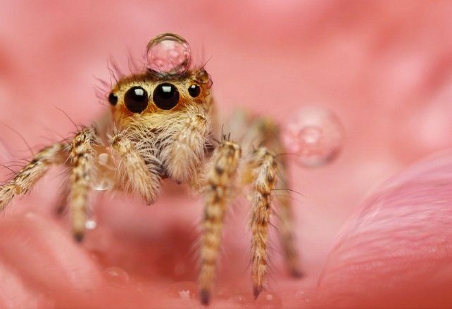 1poquitob0rde's tweet photo. Hola soy una araña saltarina, me gusta cazar moscas y soy muy pequeña, yo no creo telarañas y tengo una visión estereoscópica para ver bien a mi presa, no muerdo a los humanos, si veo alguno me escondo o intento escapar, me dan miedo. https://t.co/co6Qni39zS