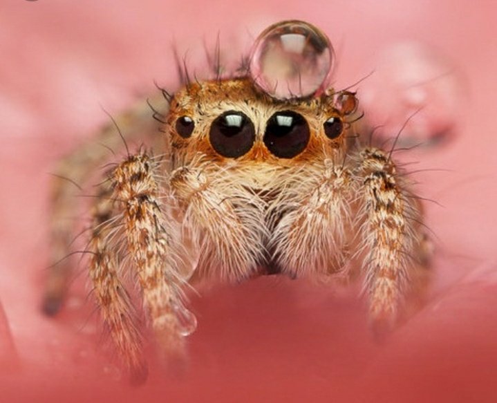 1poquitob0rde's tweet photo. Hola soy una araña saltarina, me gusta cazar moscas y soy muy pequeña, yo no creo telarañas y tengo una visión estereoscópica para ver bien a mi presa, no muerdo a los humanos, si veo alguno me escondo o intento escapar, me dan miedo. https://t.co/co6Qni39zS