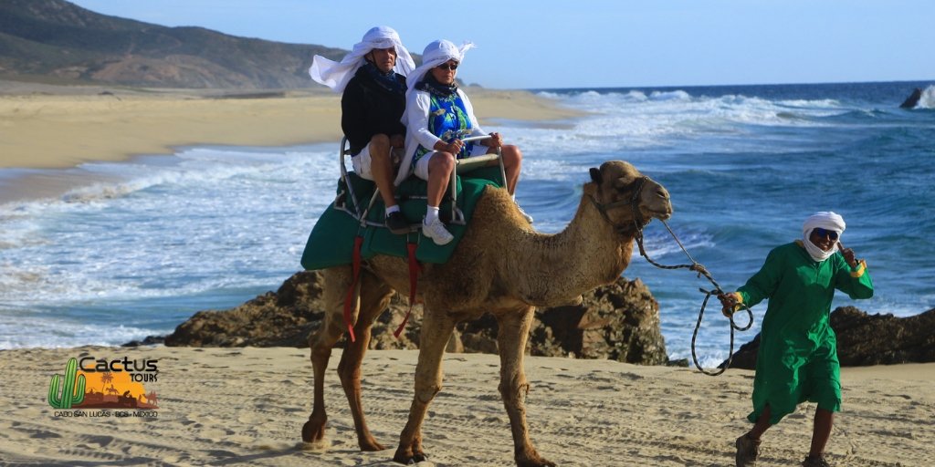 cactustoursmx's tweet photo. ¡Hoy es un grandioso día para hacer Tour en Camellos! info@cactusatvtours.com o llama al: (624) 184 73 24 #CactusTours
#Cabo #CaboSanLucas #VisitMexico #CaboCamels #CamelRide #CaboCamelsCactusTours #ViveCactusLocal #WednesdayHappy #Wednesday #WednesdayThoughts https://t.co/J0BRqvhcSN