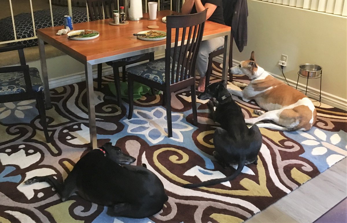 Adopters4Racing's tweet photo. Wishing followers &amp; pro-Greyhound people the best Thanksgiving possible under the circumstances. We love this breed and want to keep it functional, genetically diverse, and healthy.  Racing Greyhounds make great pets because of their genetics, upbringing, and handling. #greytful https://t.co/OiNiCbC9cC