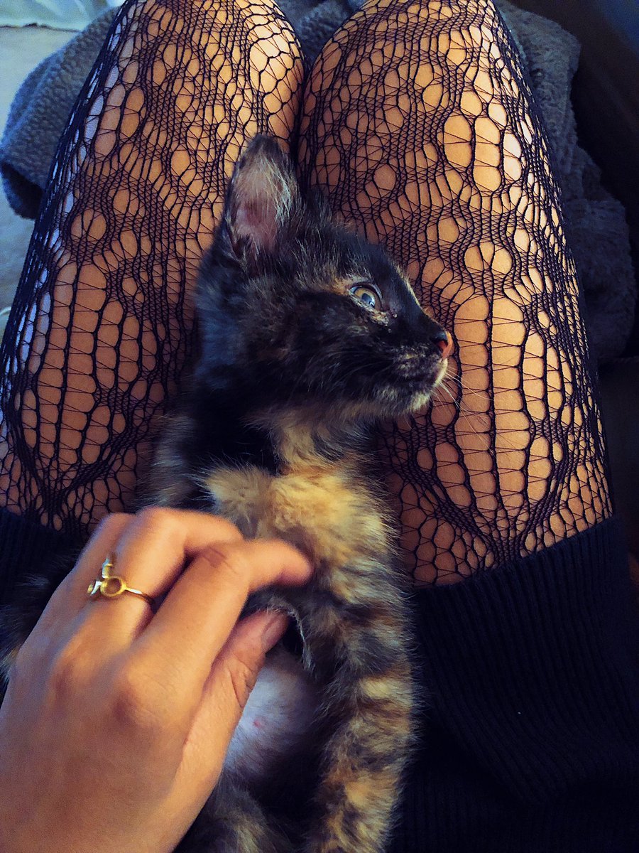 minerva0x's tweet photo. Meet Khalessi 🖤 https://t.co/fC7tXc45rJ