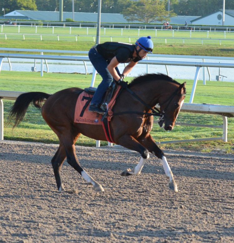 #Hipismo MY RACING MATE luce en su mejor momento. Propiedad del Stud Azatlan, nacido y criado en <a href="/Haraslossamanes/">Haras Los Samanes</a>  (Foto cortesía Gonzalo El Chino Anteliz). #Venezuela #Seriehipicadelcaribe #Clásicodelcaribe <a href="/GulfstreamPark/">Gulfstream Park</a>  @studazatlan