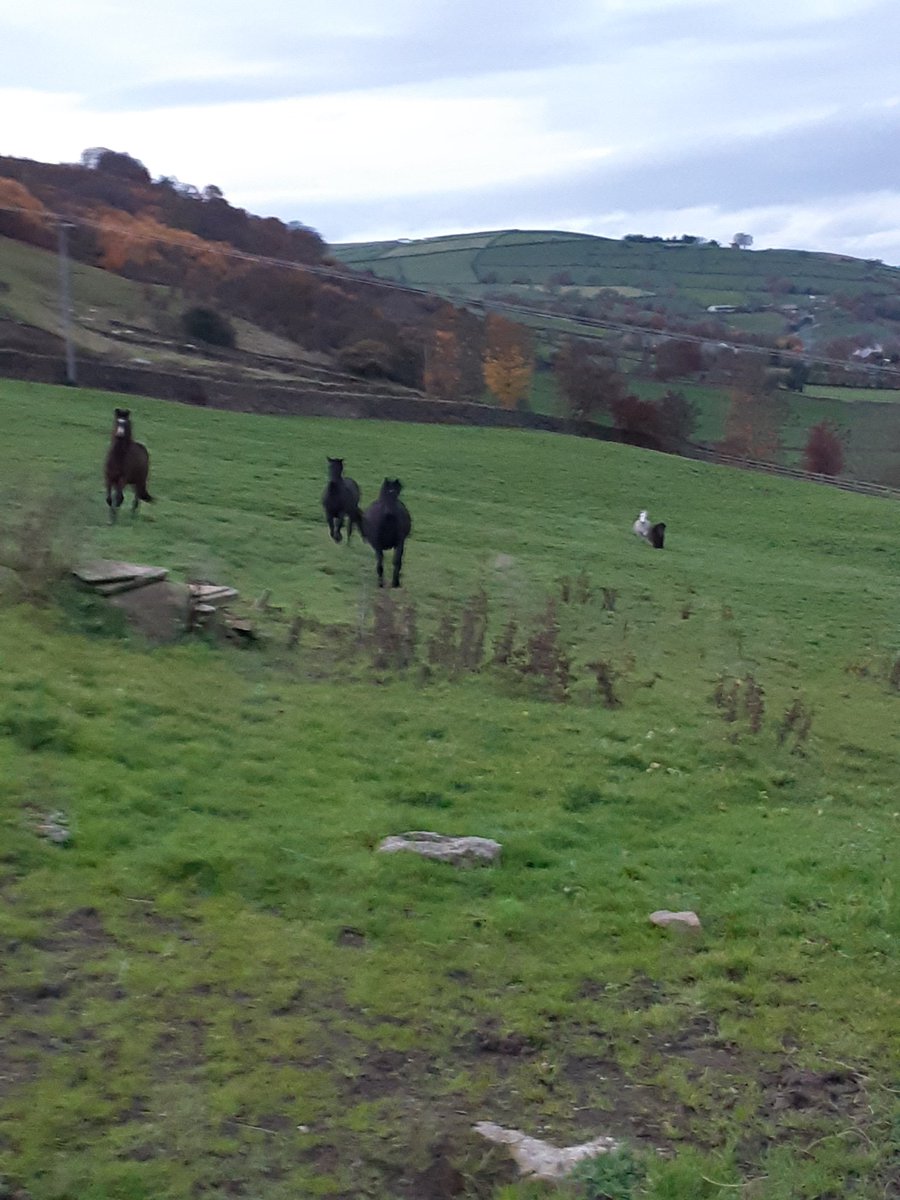 lora10ra's tweet photo. Little legs just can't keep up! Run ponies run!! https://t.co/zaQhCgF7xp