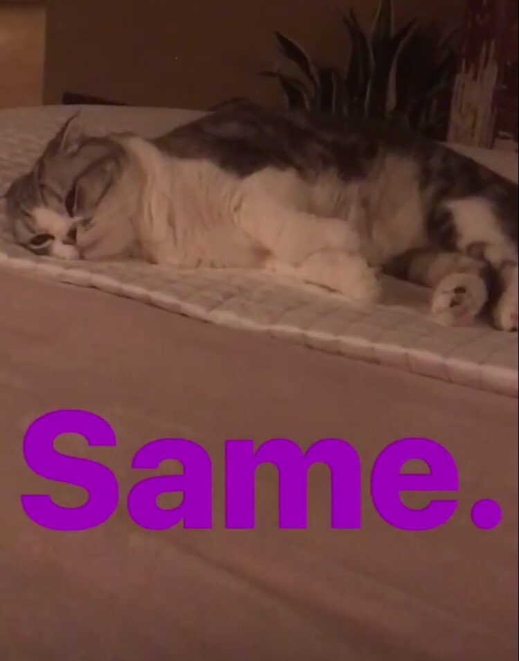 MissIzzyC's tweet photo. Halley’s cats really capture the mood this week as we plan to host (?!) Thanksgiving tomorrow https://t.co/rcM2Ujk3Wi