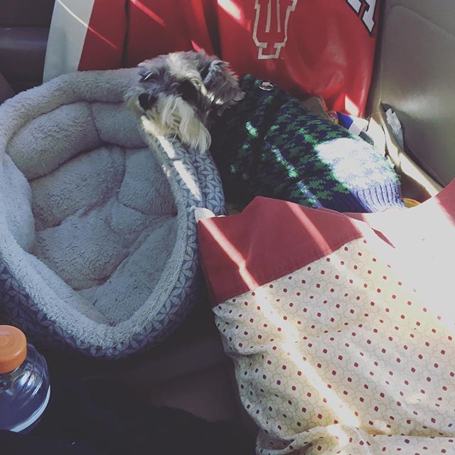 GraduatedKatie's tweet photo. Not sure that’s how you’re suppose to do it Suki. #puppy #bed #sleep #doitright https://t.co/qRDCUvNpPO