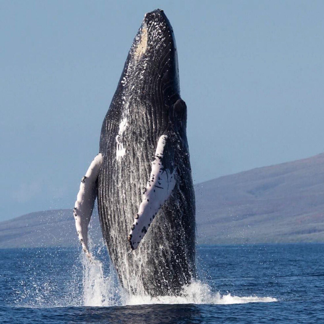 H U M P D AY 👉🏾 our favorite day 🐋🐋🐋 • pc :Captain Joel 
•
•  #snorkel #adventure #gopro #humpback #travel #snorkeling #humpbackwhales #oceanadventures #travelhawaii #explore #animalvideo 
#whales #maui #hawaii #vacation #travel #adventure