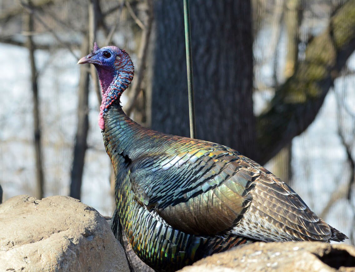 A wild turkey sits on a rock.