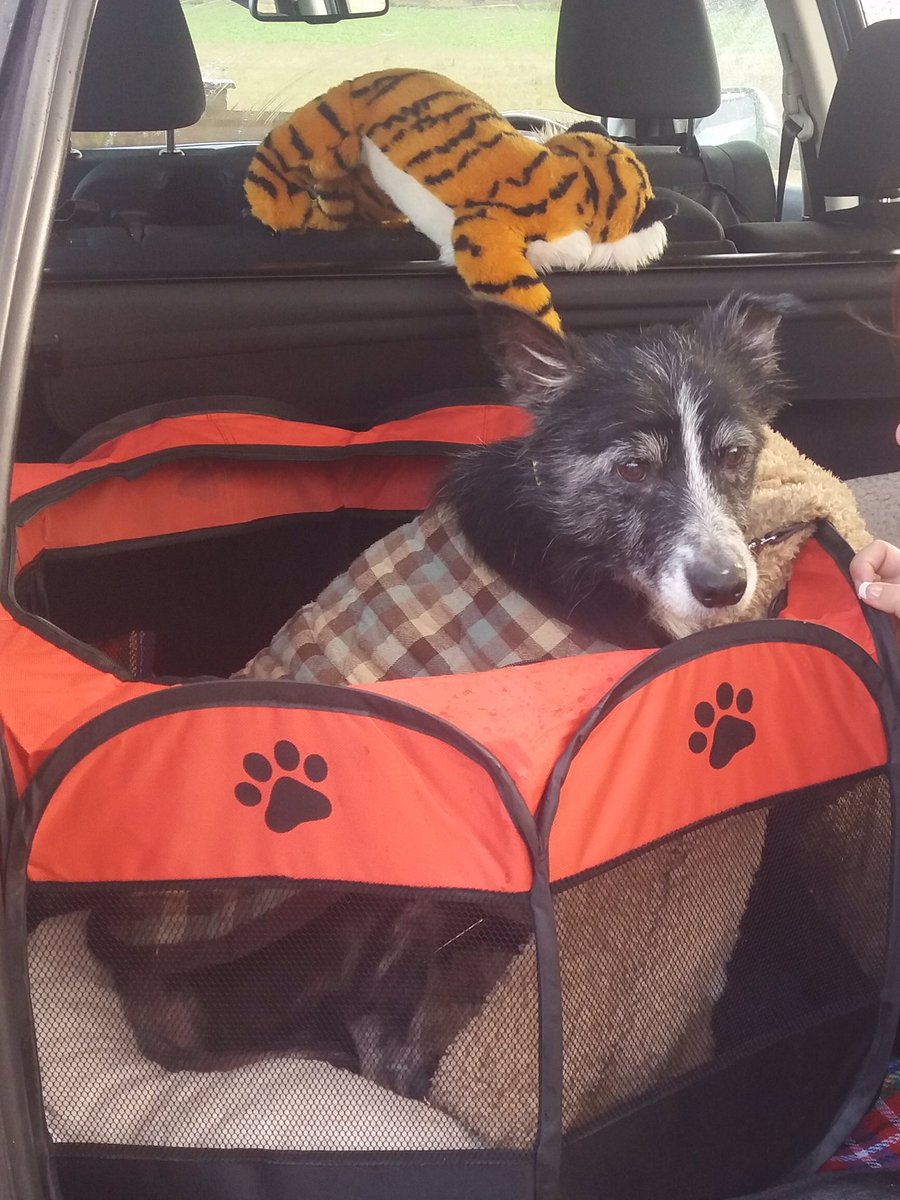 RSPCANW's tweet image. Here’s the gorgeous Max going to his new home this week.  Good luck Max. Enjoy your life.