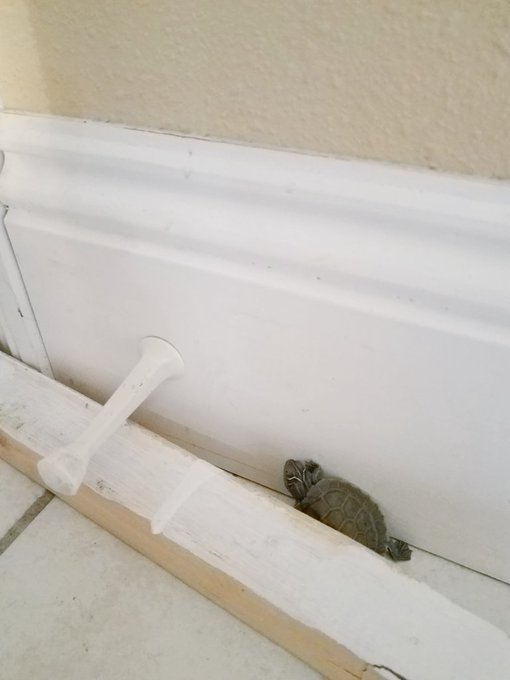 Pickle's trying to squish into this corner 🐢 https://t.co/mpf5RkrIJ9<a href="/tag/onmfc"class="tags"><span>#onmfc</span></a>