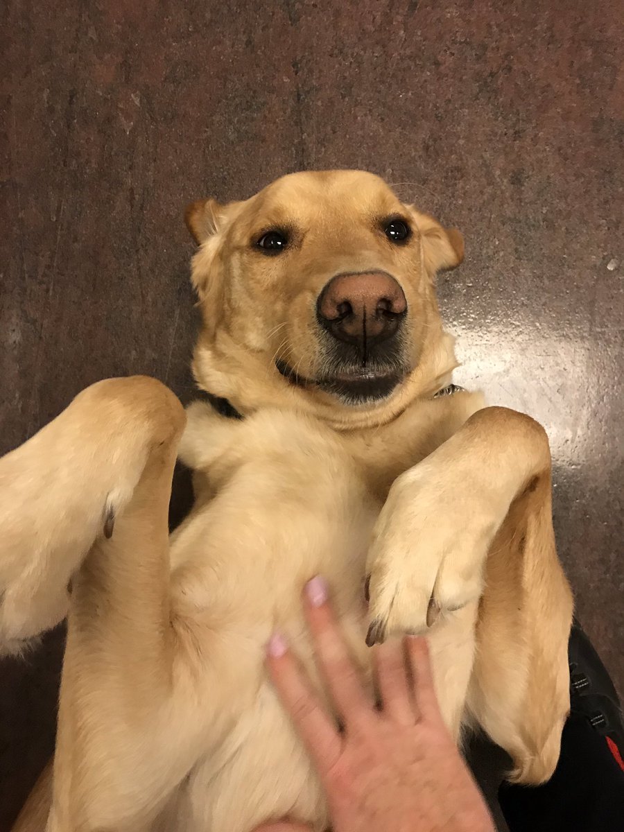Walking down the hallway <a href="/KingstonPolice/">Kingston Police</a> and Vern was laying on the floor waiting for someone to rub his belly!! #therapydog