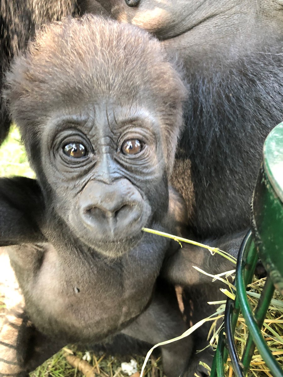 The Toronto Zoo On Twitter Zoo Guest Look It S A Monkey Me Don T Say It Don T Say It Don T Say It Don T Say It Don T Say It Don T Say It Don T Say