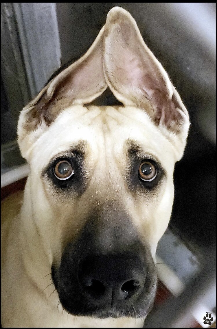 reddogsusie's tweet photo. #AZ #MESA #MCACCEast
🆘🆘CRITICAL Everly 2yo girl listed as #GSD Such a sad face...the most magnificent ears..can no-one share their life with this beautiful sweet girl! Pls #ADOPT #PLEDGE #RESCUE #FOSTER #A4165676
https://t.co/PrDUaADXK4 https://t.co/d3M9rzgPcM