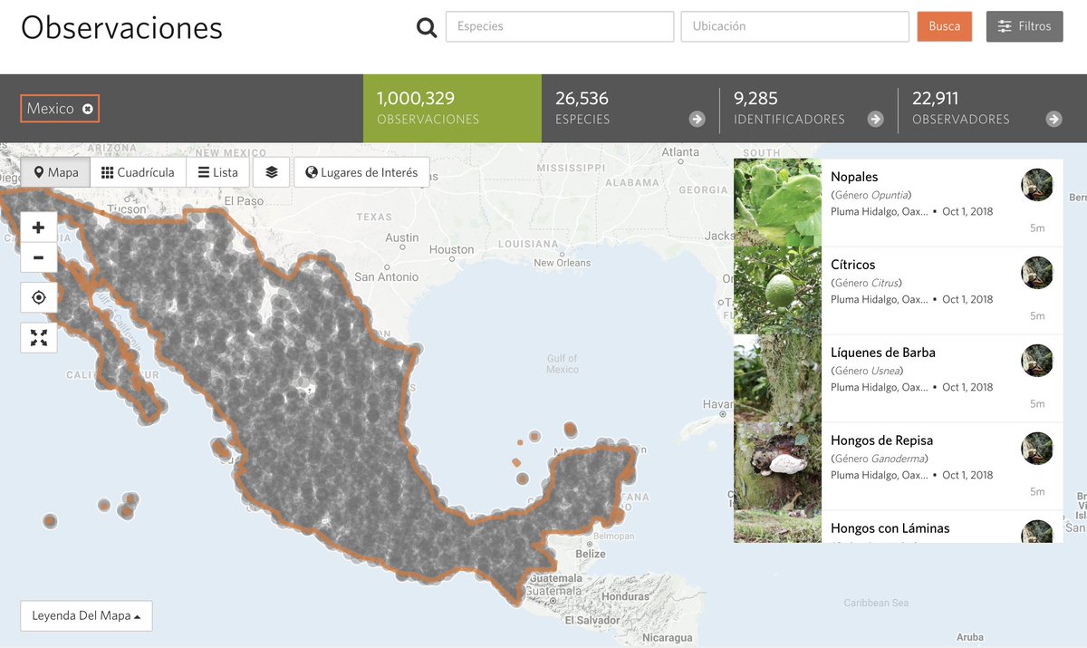 inaturalist's tweet photo. Over 1 million observations from Mexico have been uploaded to iNaturalist and our network partner, https://t.co/ANJyGkLmrE!

81 Observations of the Day have come from Mexico, check them all out here: https://t.co/gbgbFz9MXh #citizenscience #conabio #biodiversity https://t.co/urtRD5sWOi