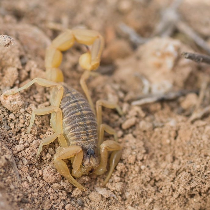 ElObjetivoVerde's tweet photo. Curioso el sueño de hoy, parecía real. El equipo del EOV viajaba a 2030 y paseando por el campo, en cada piedra había una escorpión, una Caracol Chapa y gran cantidad de insectos de todo tipo...qué biodiversidad! #viaje2030 https://t.co/1PaTB03rZi