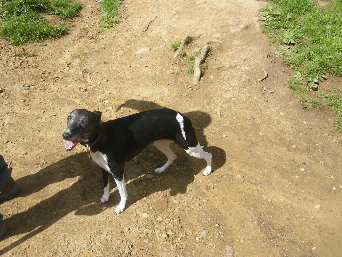 JohnSheridanRN's tweet photo. Difficult decisions about loved family member - we made the decision to allow whippet Sally to be pain free - unwell, cancer progressed & sepsis. Supported by @StokesleyVets we had a few extra months that we never expected - for that, we can only thank you so much. #hartperry https://t.co/Qeppx4f4qF