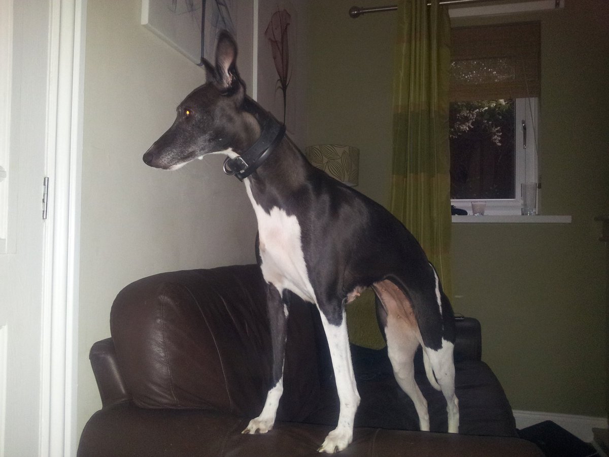 JohnSheridanRN's tweet photo. Difficult decisions about loved family member - we made the decision to allow whippet Sally to be pain free - unwell, cancer progressed & sepsis. Supported by @StokesleyVets we had a few extra months that we never expected - for that, we can only thank you so much. #hartperry https://t.co/Qeppx4f4qF