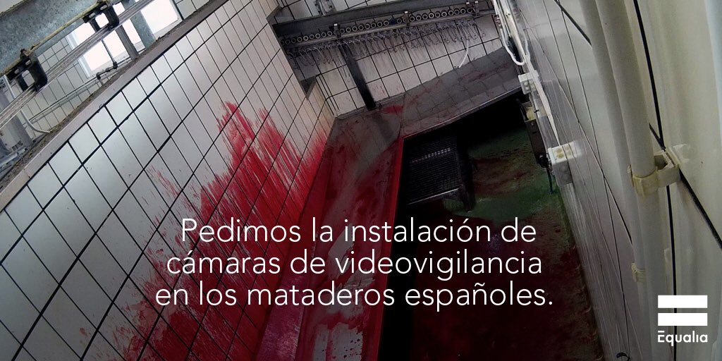 Observatorio de Bienestar Animal tweet media