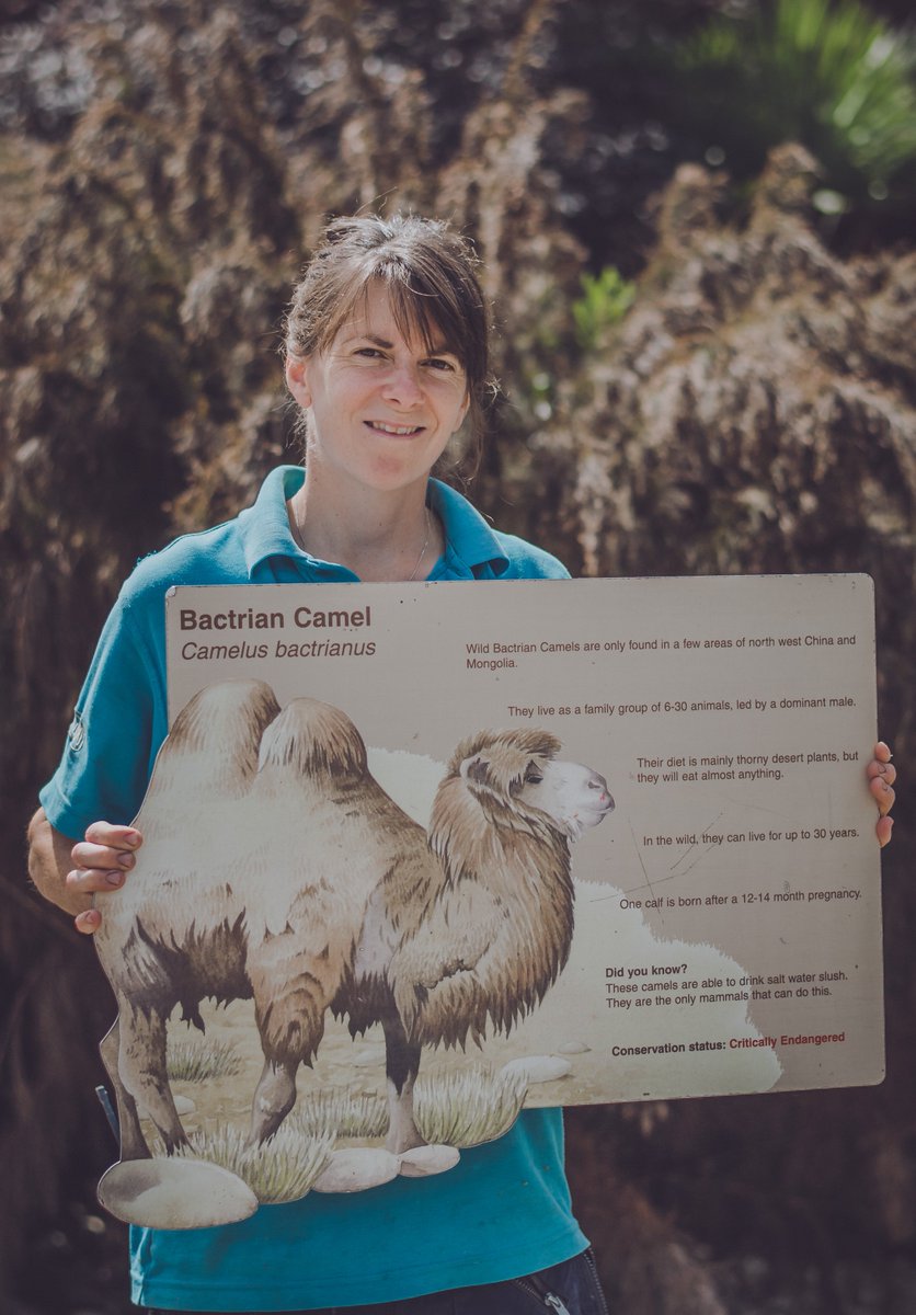 chesterzoo's tweet image. Love #TheZoo? Then bag yourself a bit of Chester Zoo history in our amazing online auction! 

Quirky Christmas gifts available now on @eBay_UK 👉 ebay.co.uk/sch/chester-zo… 

Every penny will help us prevent extinction around the world 🌍