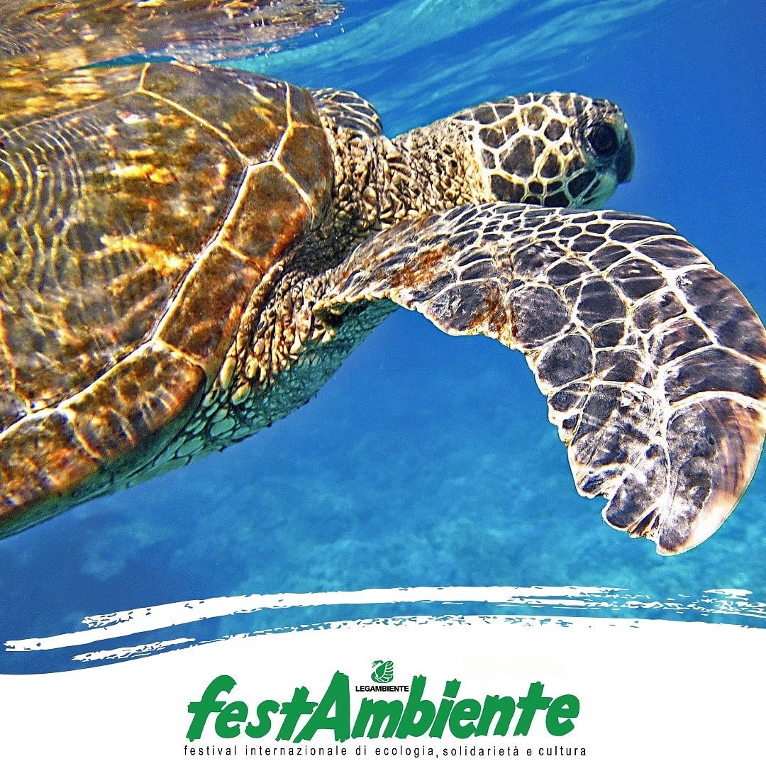 Festambiente's tweet photo. ♻️🌊 Volge al termine #GoGreen #marCare, promosso da #Festambiente con CIRSPE e #Comuneorbetello, cofinanziato da #RegioneToscana e supportato da Osservatorio toscano per biodiversità, per tutela Santuario #Pelagos.
Scopri tutti gli appuntamenti su 👉 https://t.co/9OOJAl2mpN https://t.co/07wE8ADzLq