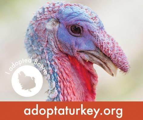 prana_run's tweet photo. Did you know ... the color of a turkey’s head and throat will change depending on his mood. Turkeys also have great hearing, but no external ears. They're incredible, social #animals that love #family &amp; friendship - similar to humans. 
#vegan #Turkey #TurkeyAlternatives #vegans https://t.co/BqHkzgrb1C