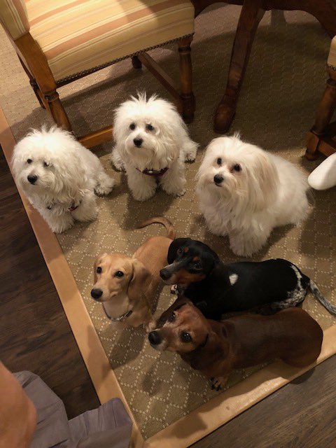 BarbraStreisand's tweet photo. Thank you to my friends for taking us in when we were evacuated . So grateful to be safe now with our four-legged girls. https://t.co/zrOkVWKJ2w