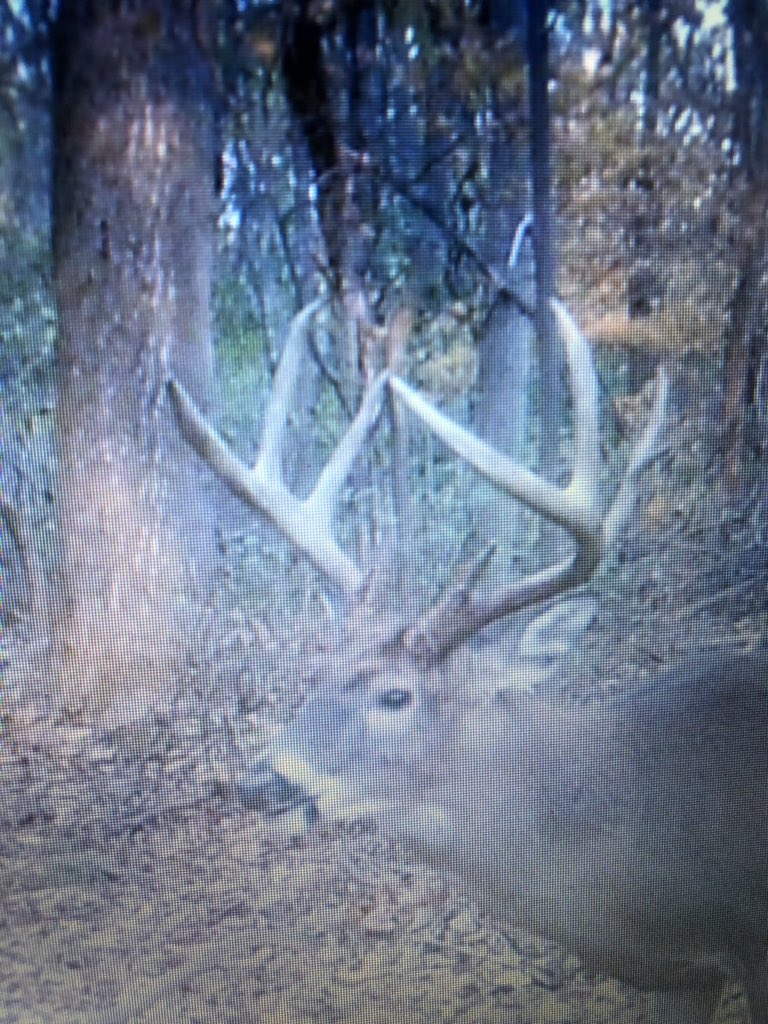Really wanted this buck
