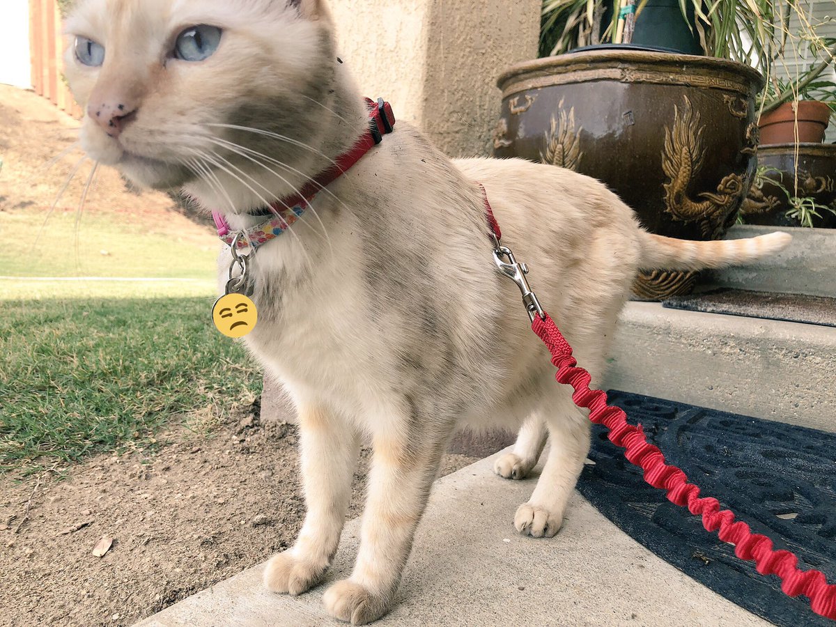 peepeeplayhouse's tweet photo. i went out side to’day and i just cudent help my self . Yes, I Roaled In Dirt . my dade was increjulouse. they sade Pee Pee i cante baleve you did this ,. Well it was my Choaice.  and i woude do it againe https://t.co/wlc7gCDwpY