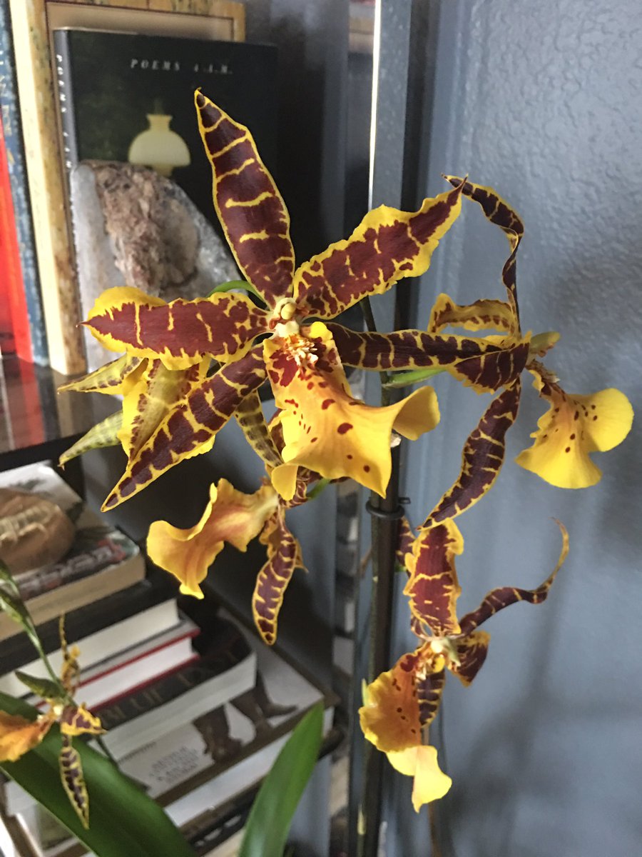 jen_mcgoatface's tweet photo. Aliceara Hilo Ablaze ‘Hilo Gold’ HCC/AOS. First rebloom for me. #orchids #igrowshit #SexyPlanties https://t.co/ujaI2tnVpH