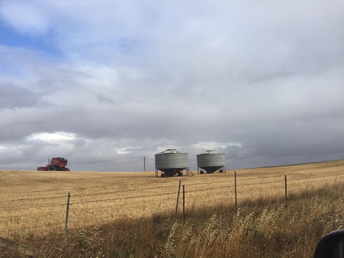 In Canada they often have to harvest in poor weather conditions and snow prior to the onset of winter. Apart from this is near Lyndoch and it’s nearly summer....6*c! 🤯😒