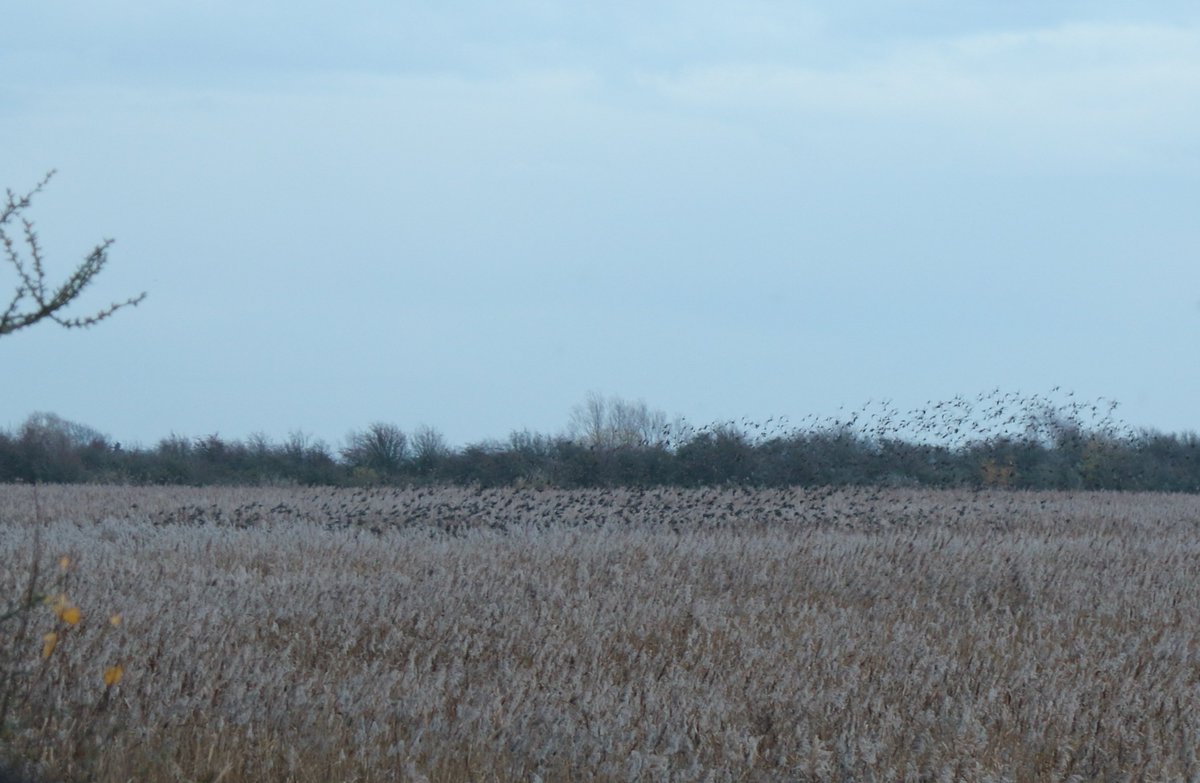 JeremyBCSWhite's tweet photo. Tonight's #murmuration @RSPBNewport #RSPBNewportWetlands began quite late - normal in good weather - and was short.  Started with "river" of #Starling flowing above pylons, brief display above fields finishing with birds dropping into the reeds.  Look for the big bird in pic 2. https://t.co/icKiFcG8cO