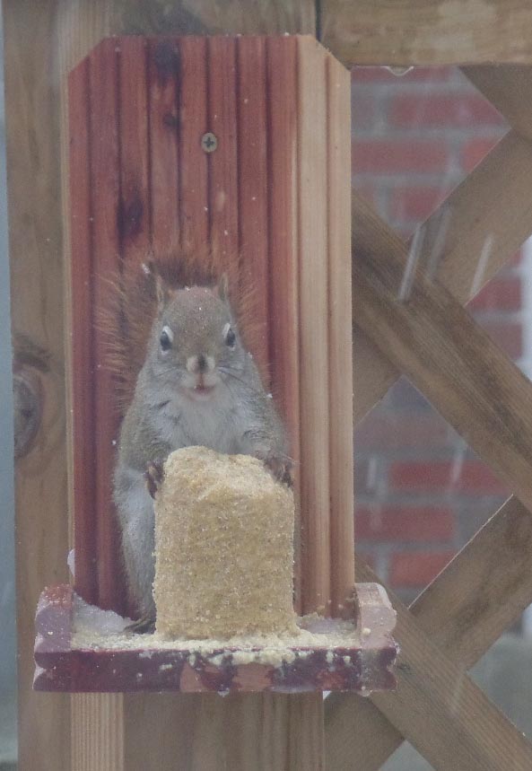 Ginny Kisch Messina On Twitter This Little Red Squirrel Is