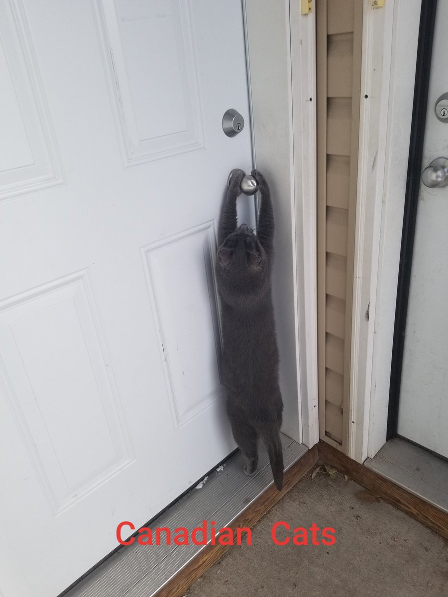 Pureforce3D's tweet image. Even my cat knows how to get inside when it's -20°C
#canadian #coldoutside #smartcat #chartreau #frozenpaws