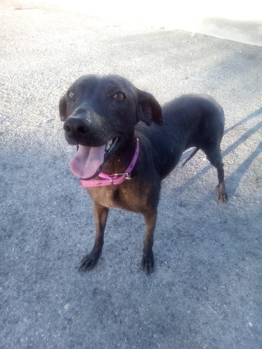 Alinalisima's tweet photo. 😩 Se perdió "KEISHA" en #Cancun por favor si alguien la ve agárrela y llámele a su papá #SergioNava whatssap 9982238266 😢 ayúdenla a regresar a casa @Tierradanimales @PrrosPerdidosMX #perrosperdidosancun 💜 https://t.co/kViuoqm1Ap