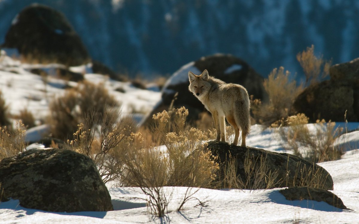 We combed through almost 3,500 square miles of land to find the best of Yellowstone for your desktop background. Download 14 images of wildlife in America's first national park now: http://msft.social/lbRHhy