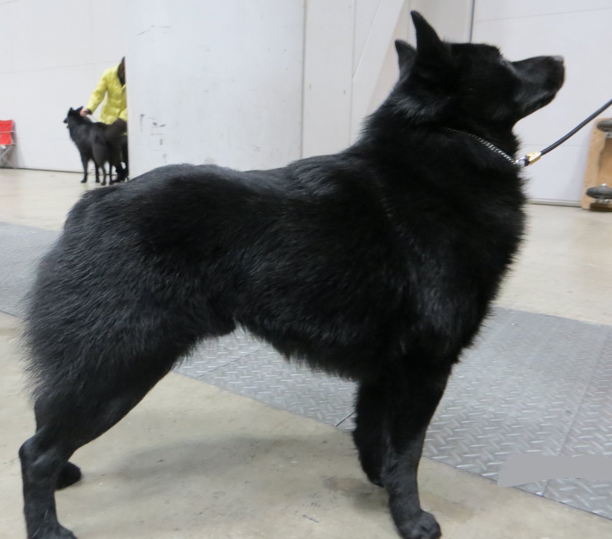 Hazki Hazki Auf Twitter ドッグショーの壮年の雄犬とうちの子 若い雌 の立ち姿の違い 笑 この見事なポーズをとるには犬とハンドラーの大変な努力と練習 舞台度胸が必要なのだそうです スキッパーキ Hazki Hazki Auf Twitter ドッグショーの壮年の雄犬とうちの子 若い雌 の立ち姿の違い 笑 この見事なポーズをとるには犬とハンドラーの大変な努力と練習 舞台度胸が必要なのだそうです スキッパーキ