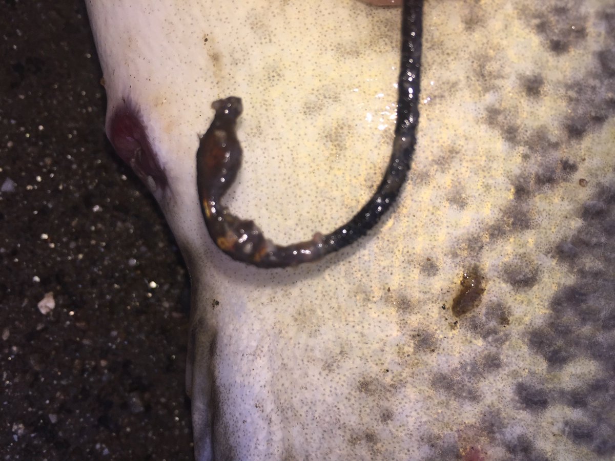 VicFisheries's tweet photo. Have you ever caught a Murray cod that's deeply hooked? 😧 Never fear!
If the hook can't be removed, it's best to cut the line as close to the hook as you can. Then release the cod quickly!
Over time the hook will rust out or the fish will pass it, as one Officer observed here https://t.co/358JppsfVj