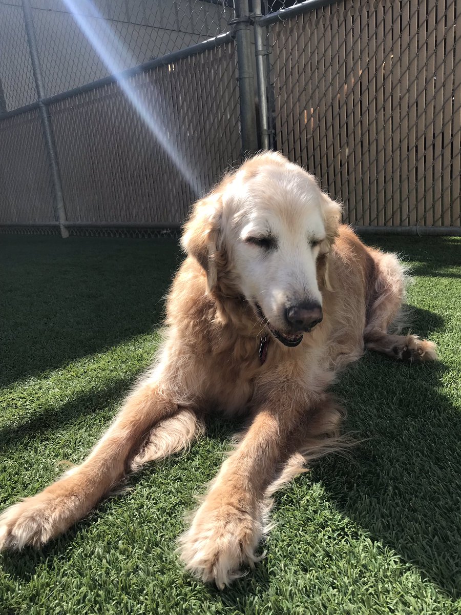 Nearly 9 years ago, &amp; just prior to beginning one of the most difficult periods of my life, Heaven blessed me with an angel, to be by my side. On Monday, Heaven asked for its angel back. I pray that I lived up to &amp; honored the promise that I made Duke on the day I rescued him.🌈