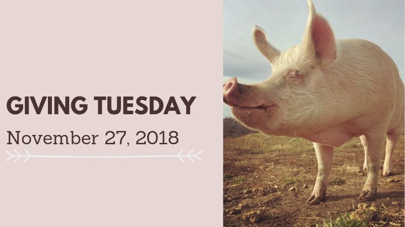 Join us on #GivingTuesday 11/27! Retweet @Benevity’s video using #BeTheGood (hint: it’ll be pinned to their profile). Make sure you @ mention us and they’ll donate $10 on your behalf! #heartlandfarmsanctuary