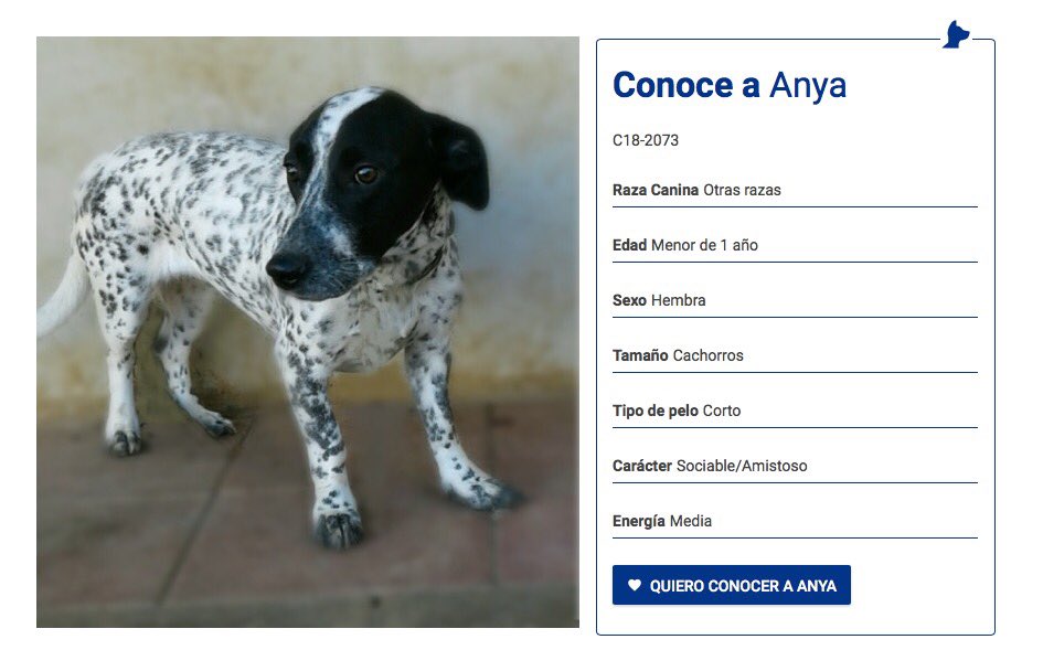 ADOPCION ANIMALES GC (@adopciongc) on Twitter photo 