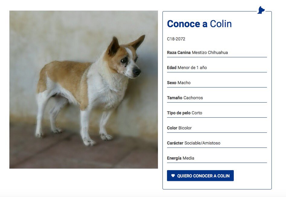 ADOPTA, NO COMPRES 🙏🏽💖
#adoptaunperro #adoptanocompres #adoptagrancanaria #adopta