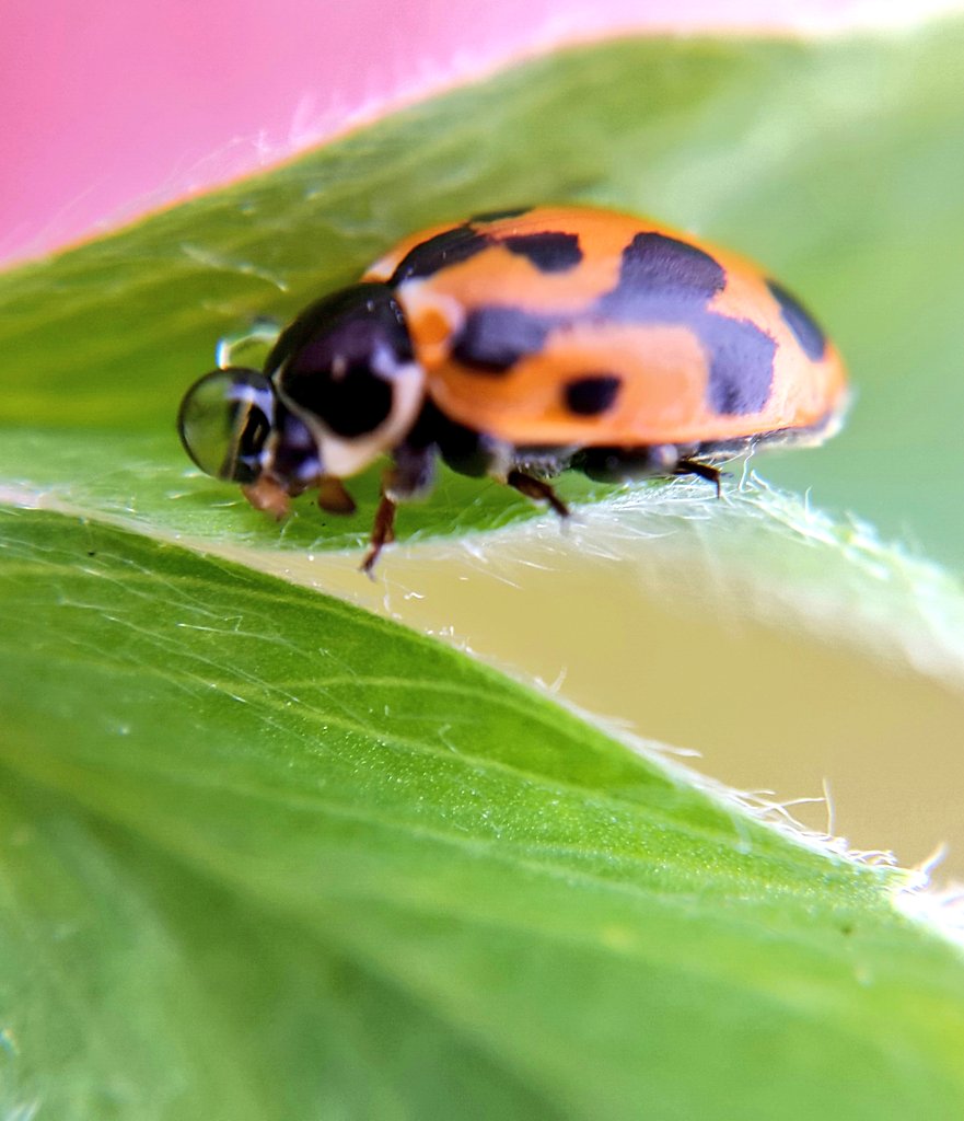 RChorbadjian's tweet photo. Ladybeetle in alfalfa. #insects #coccinellidae #Chile https://t.co/4qo1D6HKR0