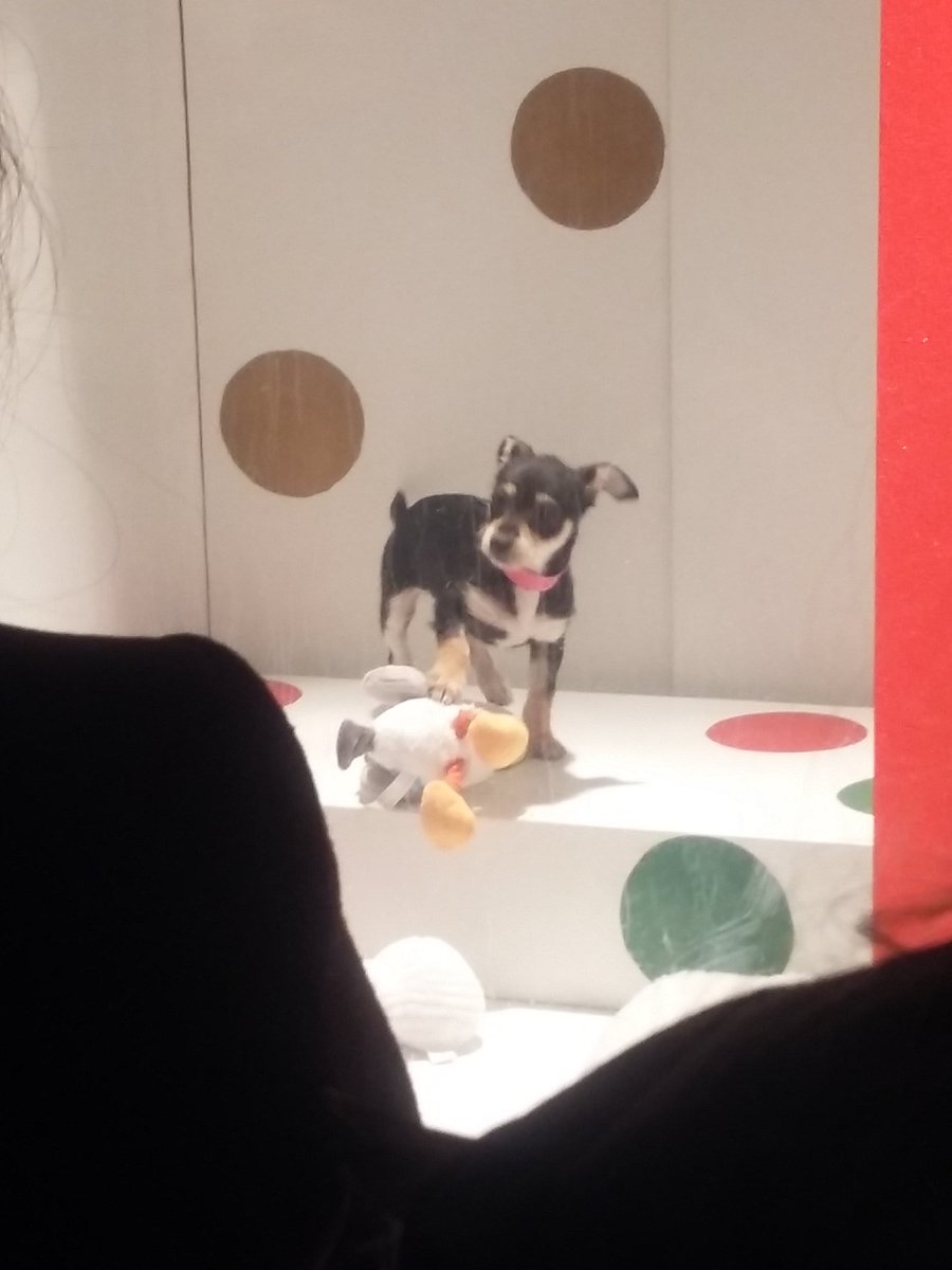 TabithaSlander's tweet photo. I saw this puppy yesterday. #macyswindow #AdoptDontShop #aspca https://t.co/xZ5wbYp5S4