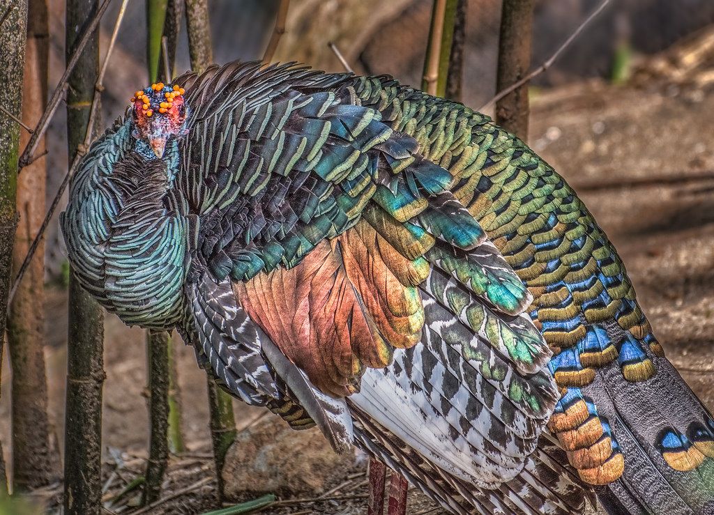 Get to know a Yucatecan: The Yucatan's Ocellated Turkey #yucatan #yucatanpeninsula #mexico #yucatanliving yucatanliving.com/environment/th…