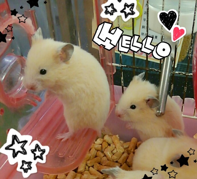 ট ইট র ペットウィズ吉祥寺店 ハムスター入荷情報 ゴールデンハムスター ノーマル キンクマ オス メス 10月19日生まれ 静岡県出身 ペットショップ 吉祥寺 小動物