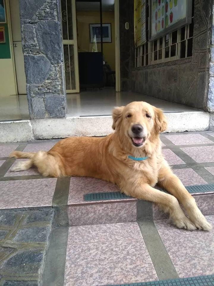 Sofia, está sana, esterilizada, 8 años, amigable. Contacto Marbella 0414-901.17.15 Caracas
Se busca hogar, preferiblemente definitivo o  temporal #Adopta