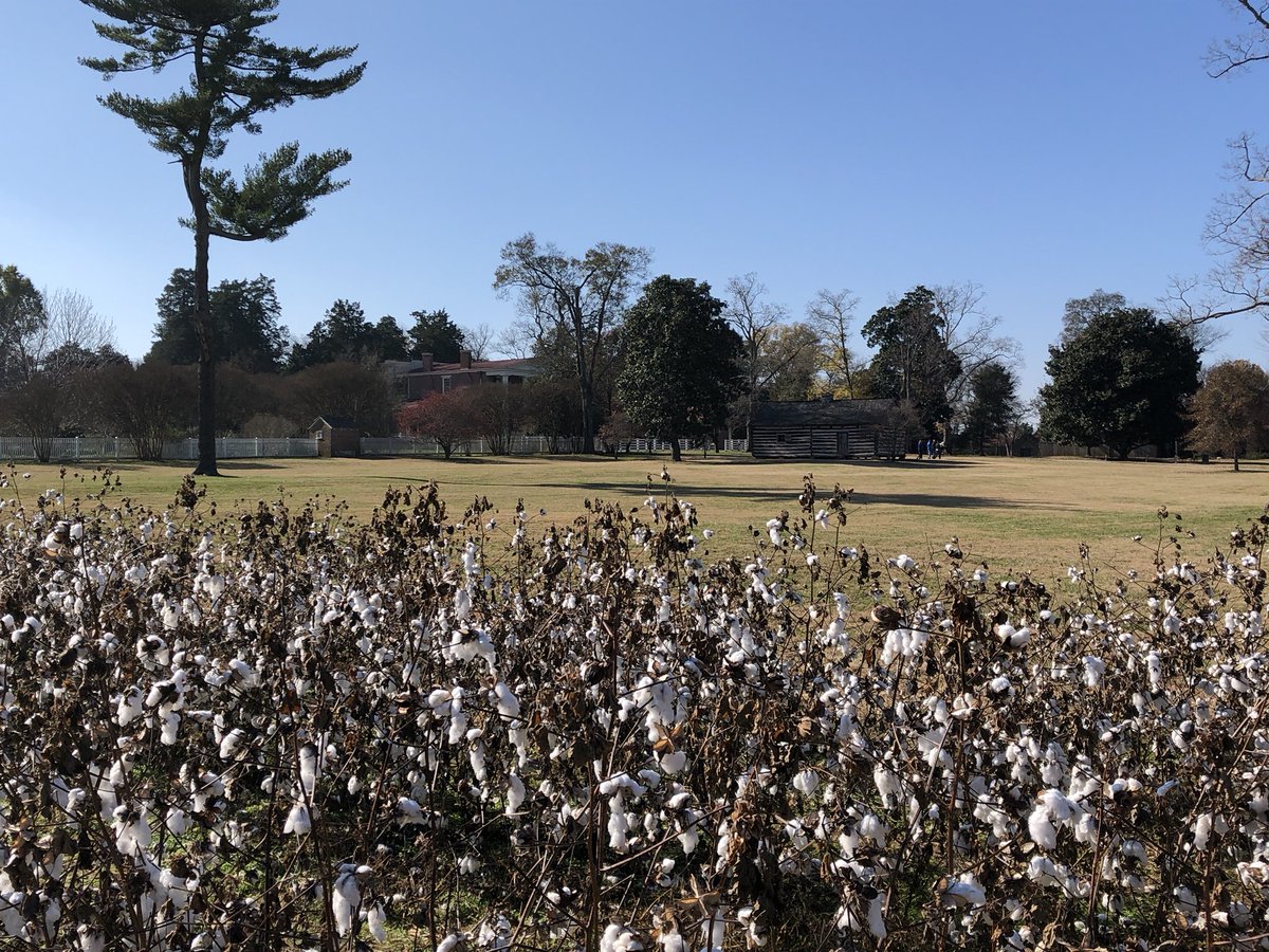 RLAxeMJ's tweet photo. Highlight of day picking cotton. Wow, what a task. #history https://t.co/wSj2sPjch7