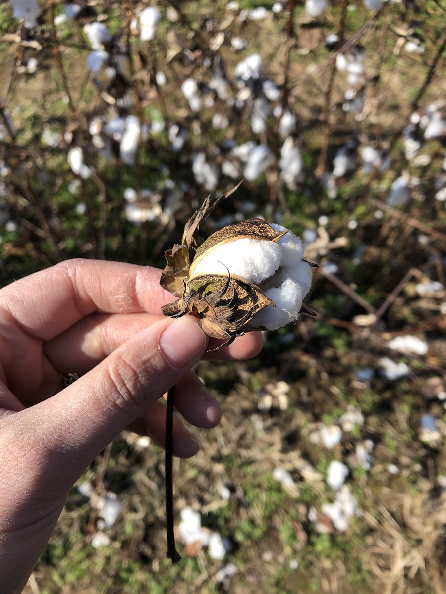 RLAxeMJ's tweet photo. Highlight of day picking cotton. Wow, what a task. #history https://t.co/wSj2sPjch7