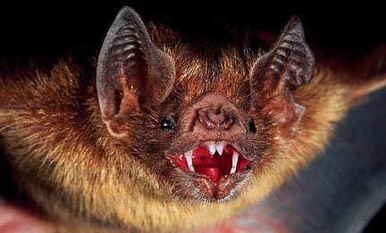 41. Vampire bats are 100% real & do in fact live on blood.